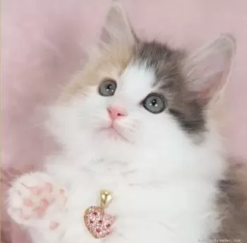 ままちゃん 様のお迎えした子猫