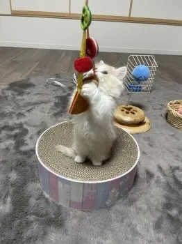 S.S 様のお迎えした子猫