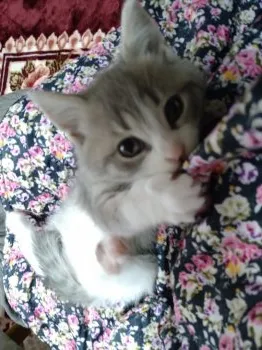チャッピー 様のお迎えした子猫