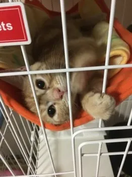 こっちゃん 様のお迎えした子猫