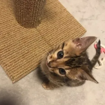 chii 様のお迎えした子猫