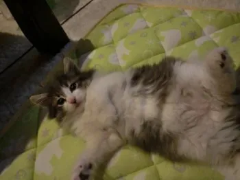 ハルくんのパパ、ママ 様のお迎えした子猫