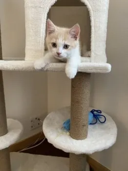 きりパパ 様のお迎えした子猫