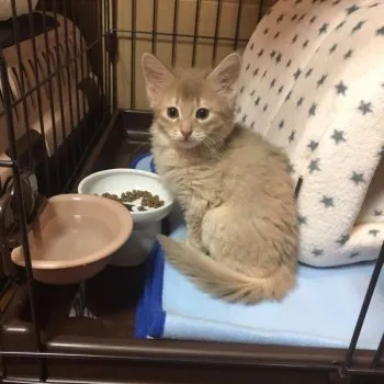 ヒロ 様のお迎えした子猫