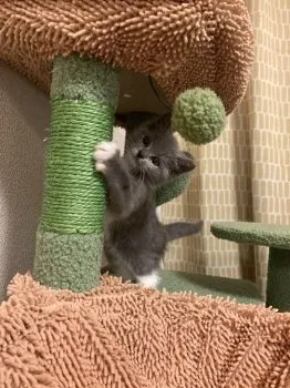 きょうそう 様のお迎えした子猫