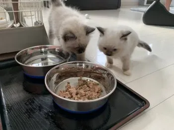 ナンテン 様のお迎えした子猫