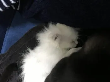 ムラタ 様のお迎えした子猫