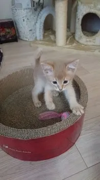 可愛い子ちゃん 様のお迎えした子猫