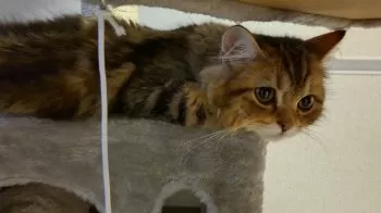 M.Y 様のお迎えした子猫