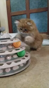 H.I 様のお迎えした子猫