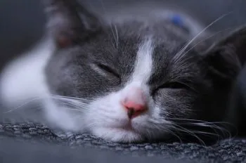 Emi 様のお迎えした子猫