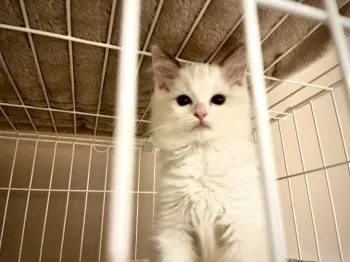 M&h 様のお迎えした子猫