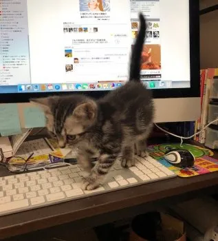 アース 様のお迎えした子猫