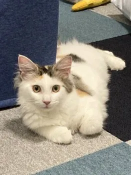 F.O 様のお迎えした子猫