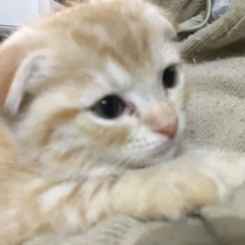 さくらん 様のお迎えした子猫