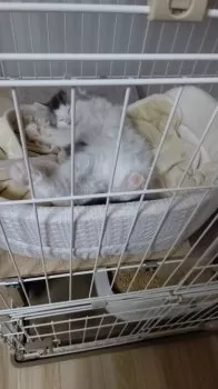 H.O 様のお迎えした子猫