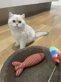 ネムネム 様のお迎えした子猫