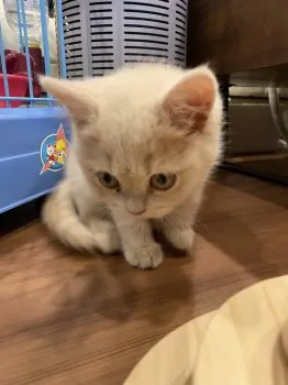 リ 様のお迎えした子猫