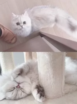 やね 様のお迎えした子猫