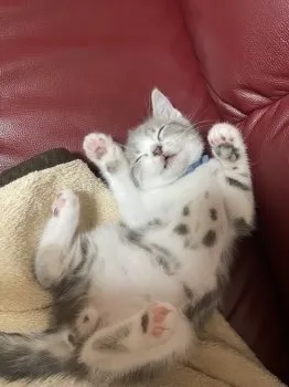 みと 様のお迎えした子猫