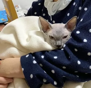 H.B 様のお迎えした子猫