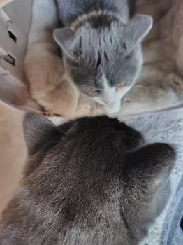 K.H 様のお迎えした子猫