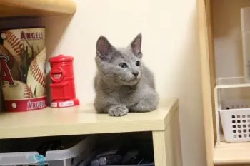 メメママ 様のお迎えした子猫