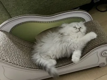 佐藤 様のお迎えした子猫