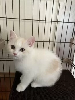 nyankoro 様のお迎えした子猫
