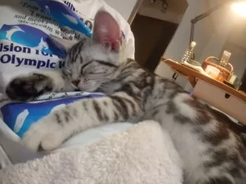R.K. 様のお迎えした子猫