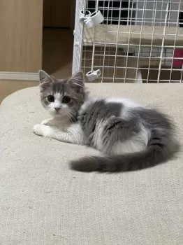 K.M 様のお迎えした子猫