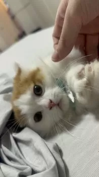 Y.S 様のお迎えした子猫