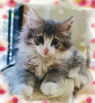 T.T 様のお迎えした子猫