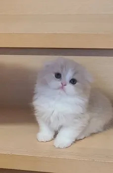 MIU 様のお迎えした子猫