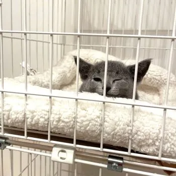 mooi 様のお迎えした子猫