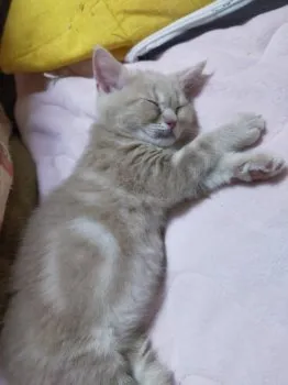 ゆりみゆ 様のお迎えした子猫