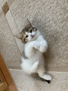 K.S 様のお迎えした子猫