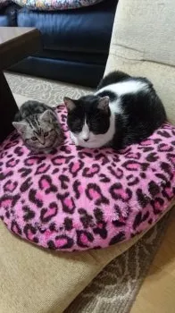 ラム 様のお迎えした子猫