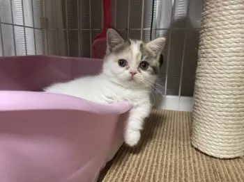 Y.T 様のお迎えした子猫