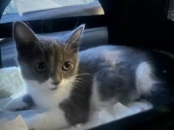 N.M 様のお迎えした子猫