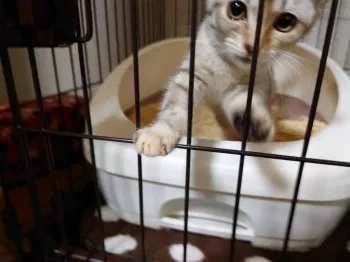 幕末 様のお迎えした子猫