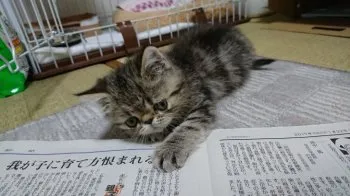 ミチコ 様のお迎えした子猫
