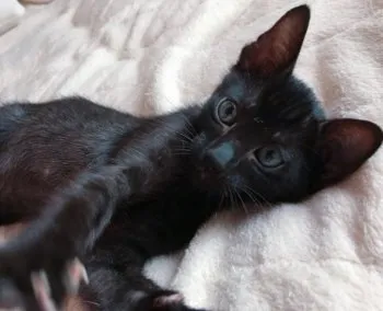 ラテ 様のお迎えした子猫