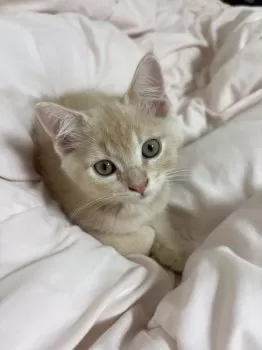 ショコラ 様のお迎えした子猫