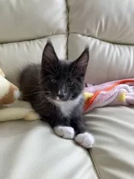 よんにゃんママ 様のお迎えした子猫