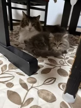 M.E 様のお迎えした子猫