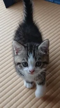 ON 様のお迎えした子猫