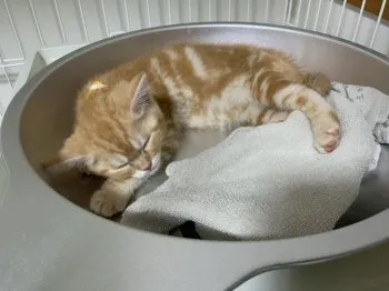 よりん 様のお迎えした子猫