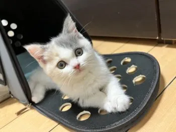 もふ 様のお迎えした子猫