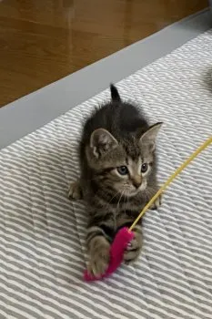 グリ♂ 様のお迎えした子猫